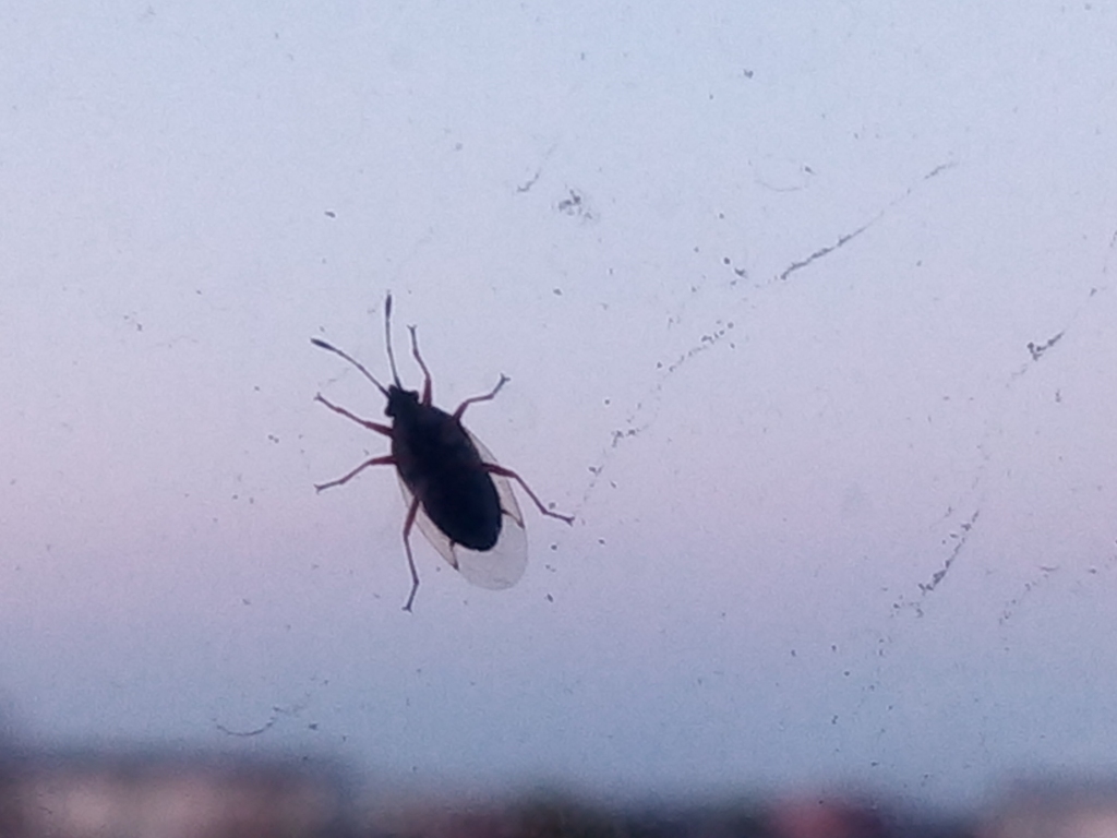 Autors: Aculiecinieka foto