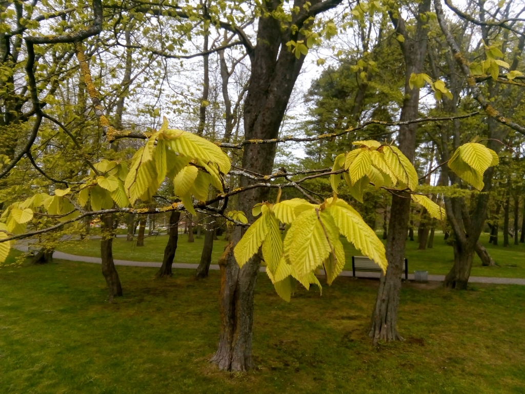 Autors: Uldis Dobelis