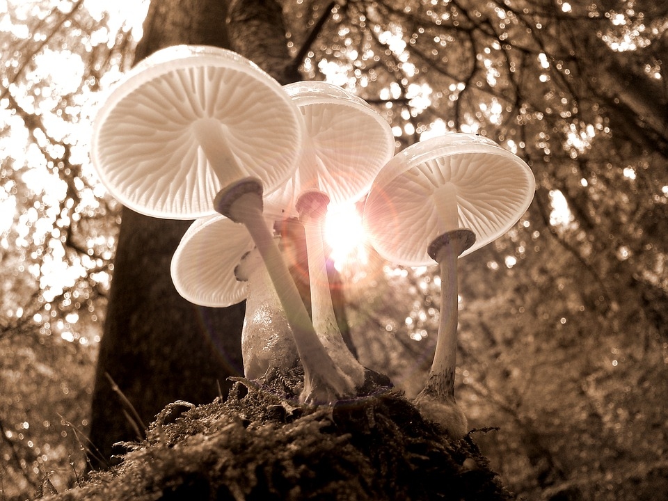 Autors: Pixabay
