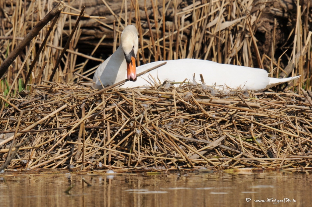 Autors: Selga Bērziņa