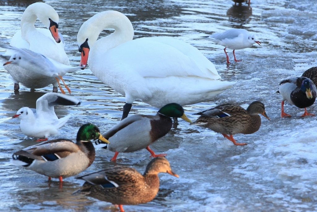 Autors: Modris Helds