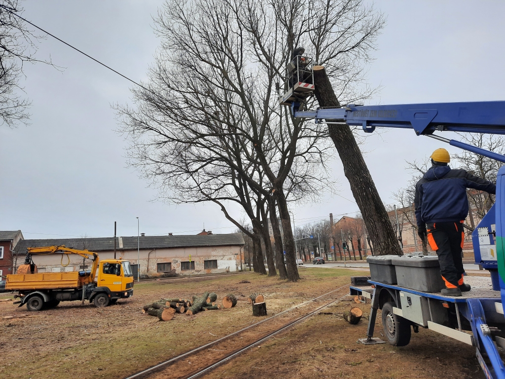 Arboristi strādā tramvaja galapunktā Brīvības ielā 90. Pēc Apstādījumu uzraudzības komisijas ieteikuma šeit tiek sakopti vainagi četrām liepām, 17 papelēm un vienai zirgkastaņai, kā arī nozāģēti seši bīstami kļuvušie koki - ar trupes bojātiem stumbriem, vairākkārt lūzušiem zariem un tie, kuri sagāzušies slīpi uz tramvaja vadu un sliežu pusi.
Autors: Aigars Štāls