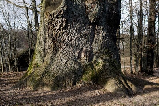 Autors: Kristaps Kalns, Dienas mediji 