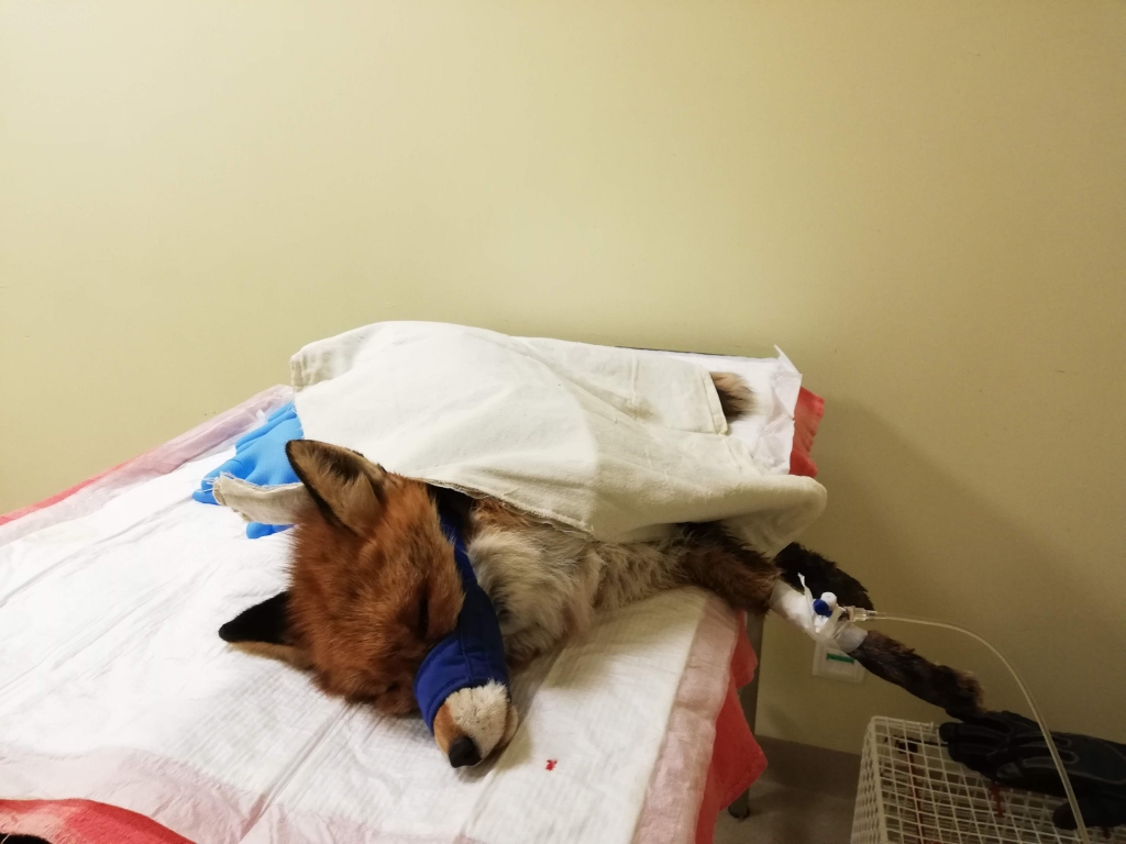 Autors: Publicitātes foto