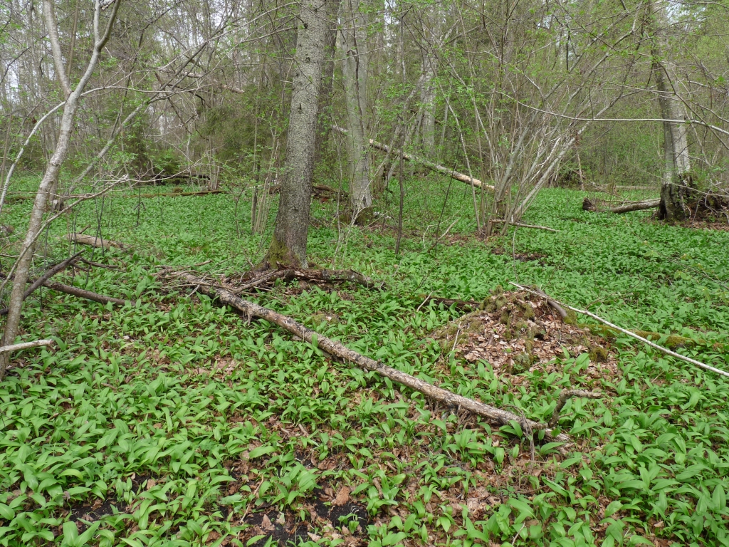 Autors: Publicitātes foto