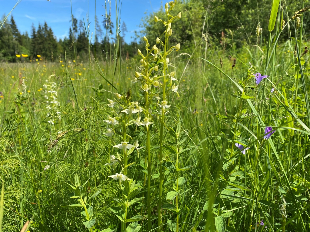 Naktsvijole.
Autors: Publicitātes foto