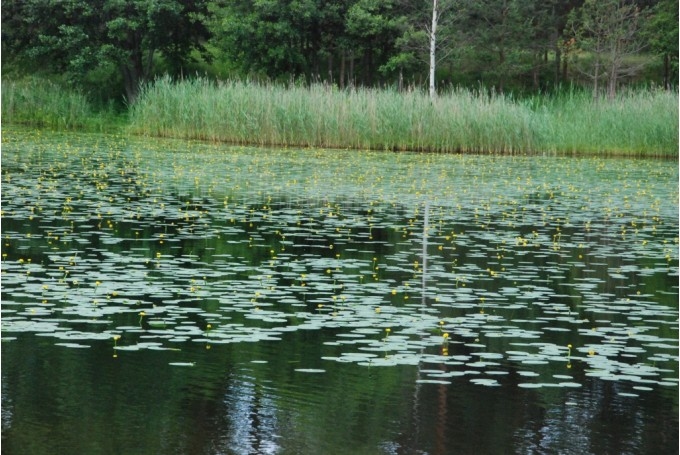 Autors: Uldis Dobelis