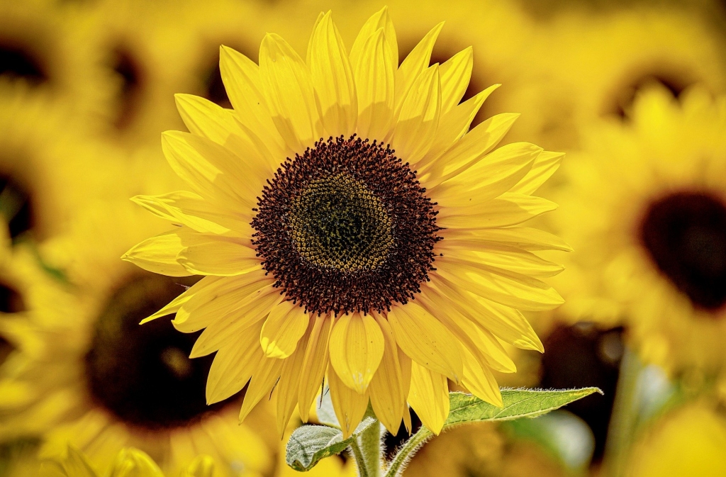 Autors: Pixabay