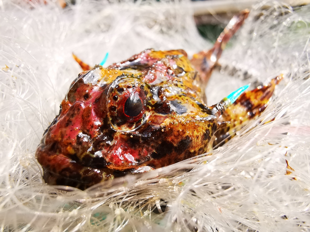 Autors: Publicitātes foto