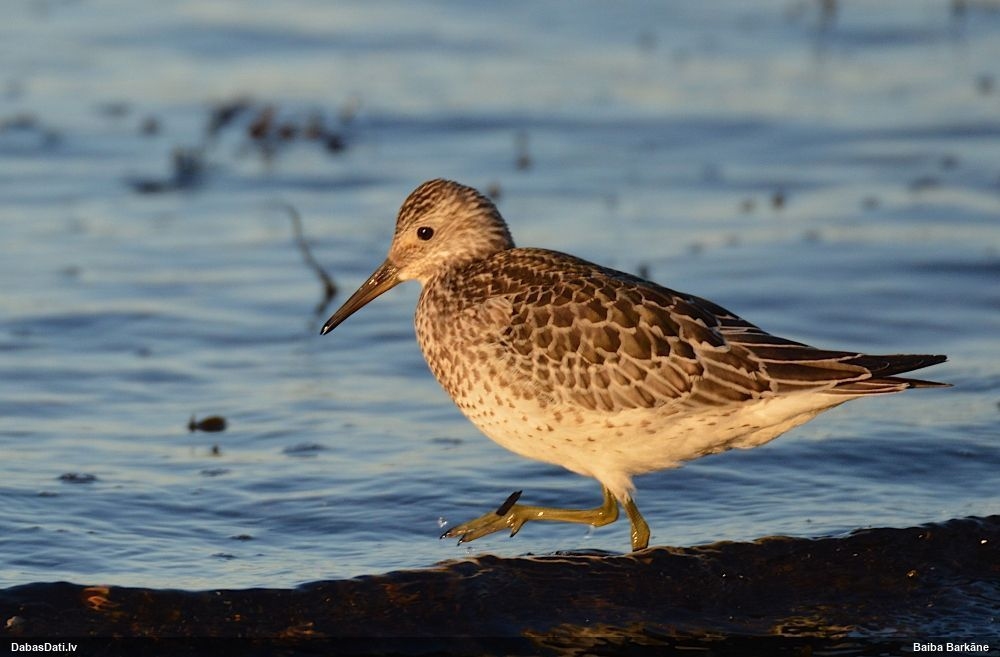 Autors: Baiba Barkāne,Dabasdati.lv