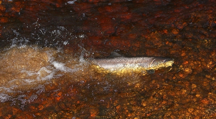 Taimiņš nārsto.
Autors: Vilnis Skuja/Dabasdati.lv