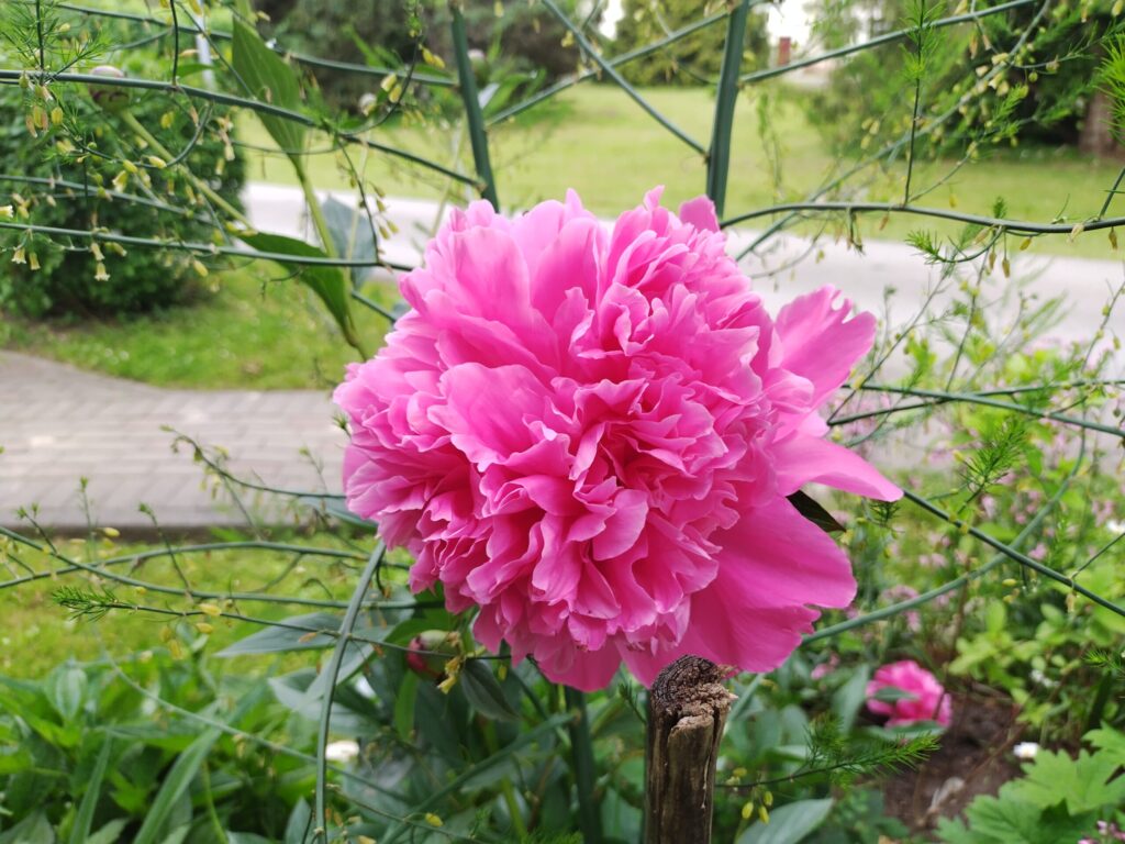 Aluksniesiem.lv raksta attēla aizvietotājs